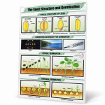 The Seed: Structure and Germination Chart